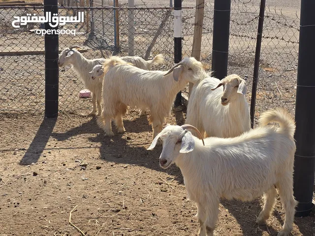 حلال جامودي ممتاز كل شي بسعره اقراء التفاصيل