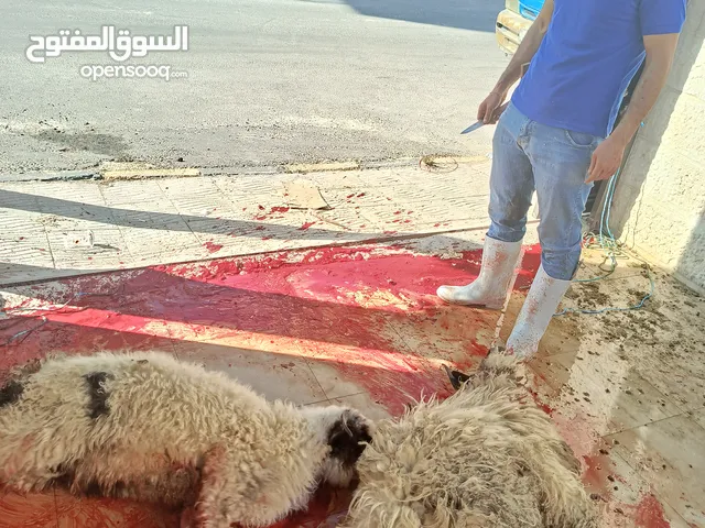 ذبح الأضاحي العيد على الطريقه الاسلاميه