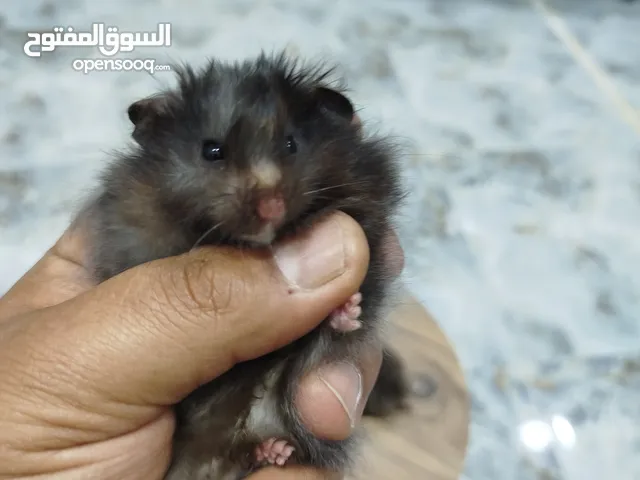 هامستر سوري ذكر لون رمادي مجانا