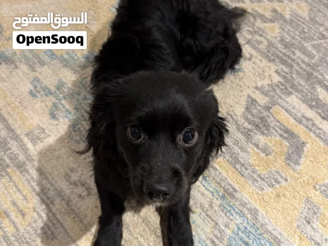 كلب كوكر سبانيل (Cocker Spaniel) ذَكَر حجم صغير للبيع في الرياض
