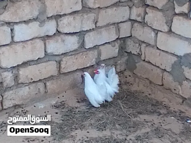 دجاج كيني زوز دجاجة وديك