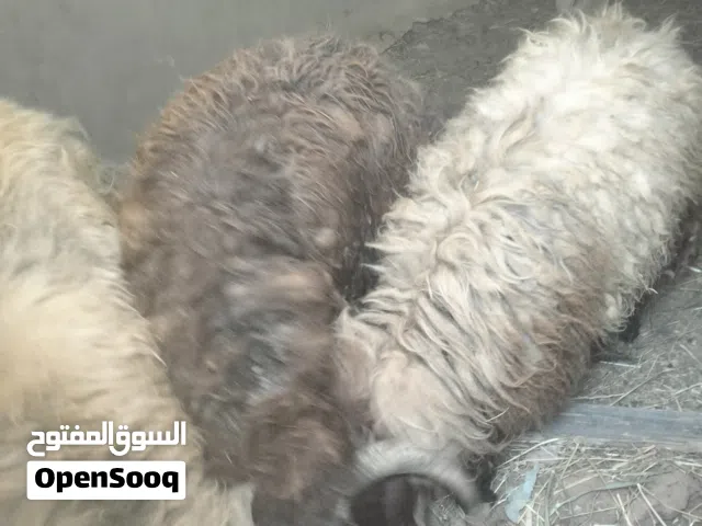 ذبح أضاحي عيد الأضحى بإتقان وأمانه خدمة توصيل