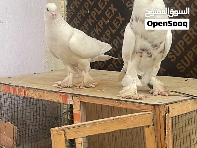 للبيع او المراوس
