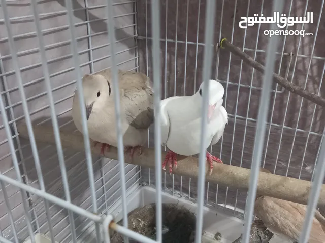 قفص للبيع يصلح للبغاء او الطيور واذا بدك الحمام البيع كوم او القفص لوحده