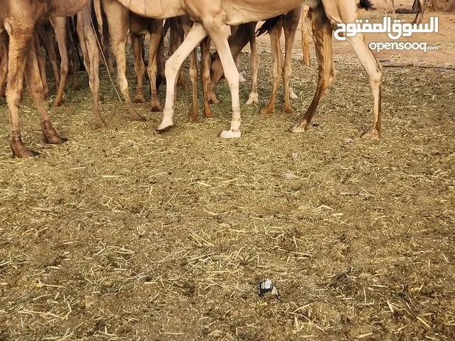80 قعود للبيع الأعمار 5/6 سنوات اسمان واسماح