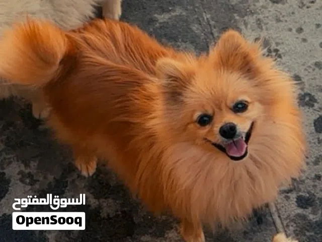 للبيع أنثى  بومرينين للغة جدا مع الأطفال ولعوبة تربية منزل متعلمة على الحمام