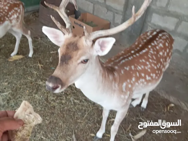 غزال فحل ذكر