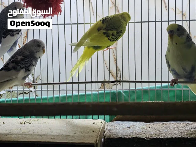 طيور الحب نظيفات
