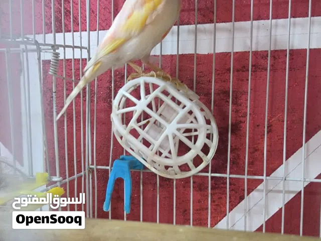 زوج كناريات مفول