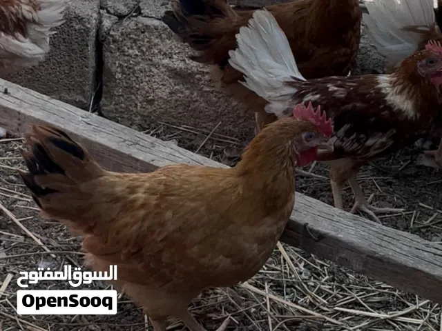 صيصان دجاج