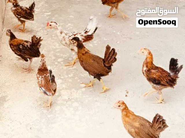 فروج كويتي4 ازواج