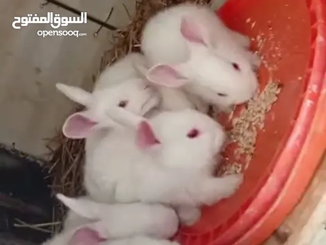 ارانب للبيع سلفيت