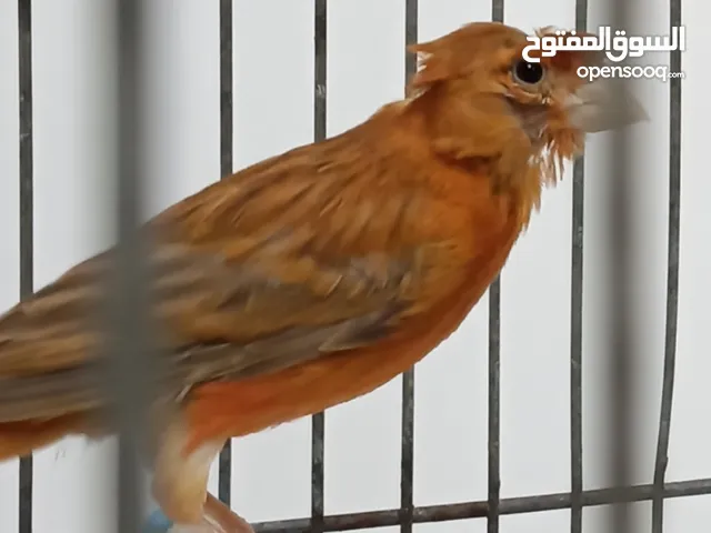 فحول وطواير كنار ( تربية فاخرة )