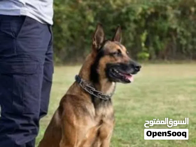 نقدم لك أفضل خدمات تدريب الكلاب