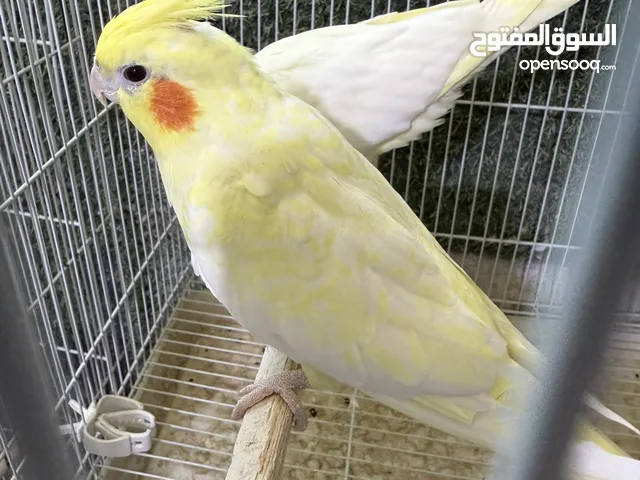 زوج كوكتيل شكري عيون حمر