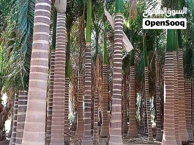 نخل ملوكي للبيع مع التوصيل