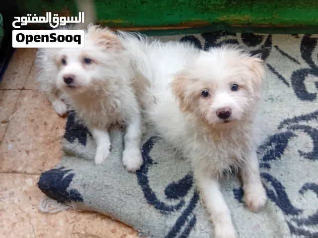 جراوي جريفون للبيع سن شهرين