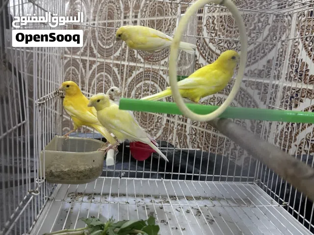 5 حبات كناري