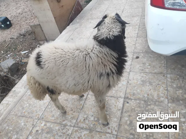 طلي عمر 7 اشهر صحته حلوه