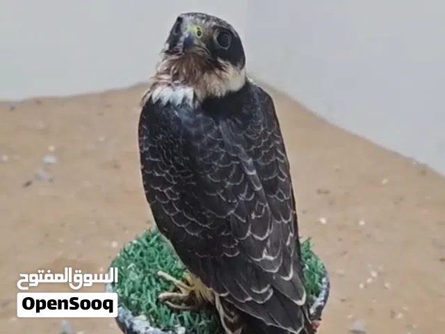 بيع طير سعر 3000