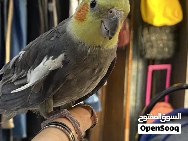 طائر كوكتيل للبيع
