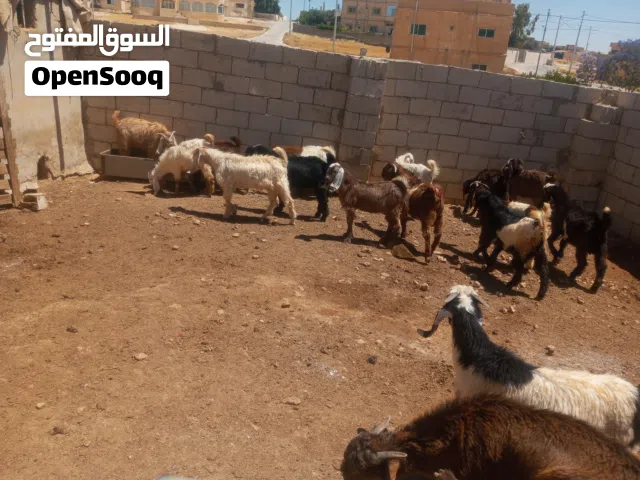 جديان للبيع