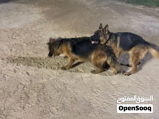 كلاب جيرمن نثيه  وفحل عمر سنه ونص