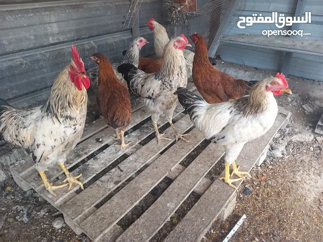 دجاج عرب للبيع صحة فول