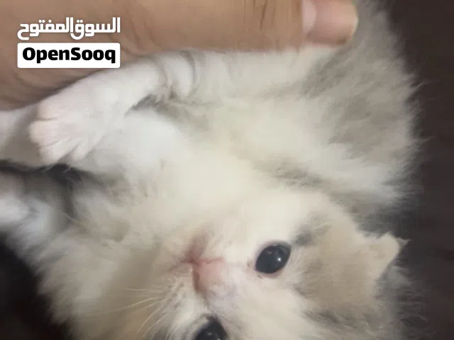 قطط سكوتش فولد للبيع