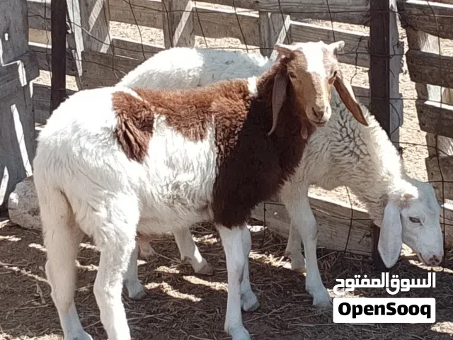 2 خرفان مهجنات العمر 3شهور ناشطات تبارك الله عز من يمقرس