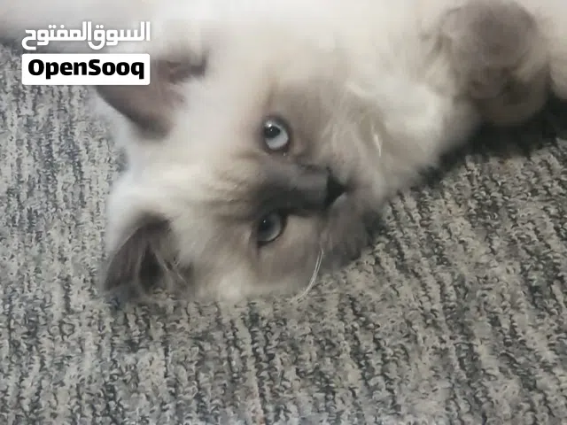 قط هملايا للبيع