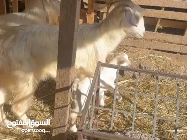 شاه للبيع تحتها توم