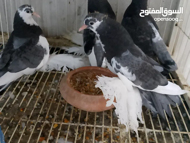 طرنبيط قشور