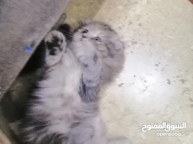 شركة محمد لاستيراد حيوانات زينة