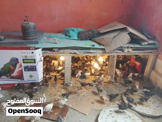 صوص عمر شهر 350 حبه ماخذت جميع المطعيم بصحه نظيفه مطلوب في حبه 1/25 دينار