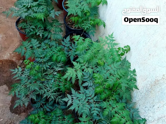 شماسي للبيع السعر حرق  شماسي للبيع السعر حرق شماسي للبيع السعر حرق شماسي للبيع السعر حرق شماسي