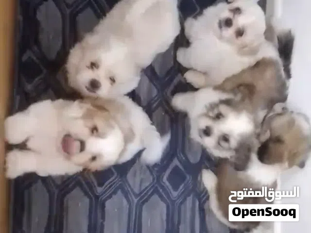 كلب جرو شيتزو 50 ريال