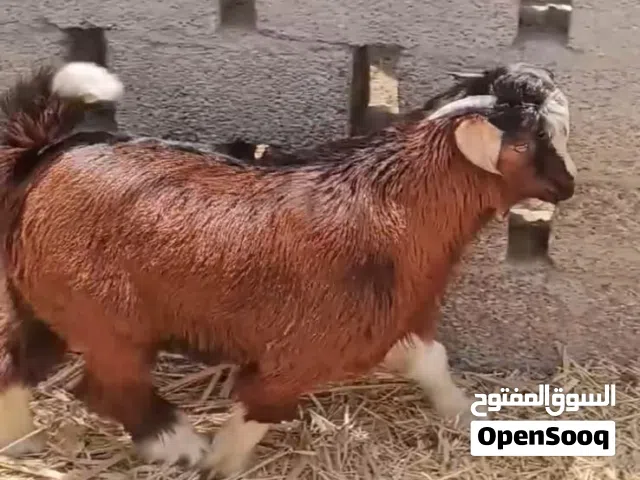 للبيع تيس فحل