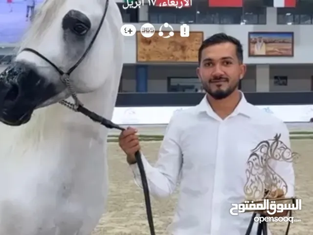 اسطبل R.k للخيول العربيه