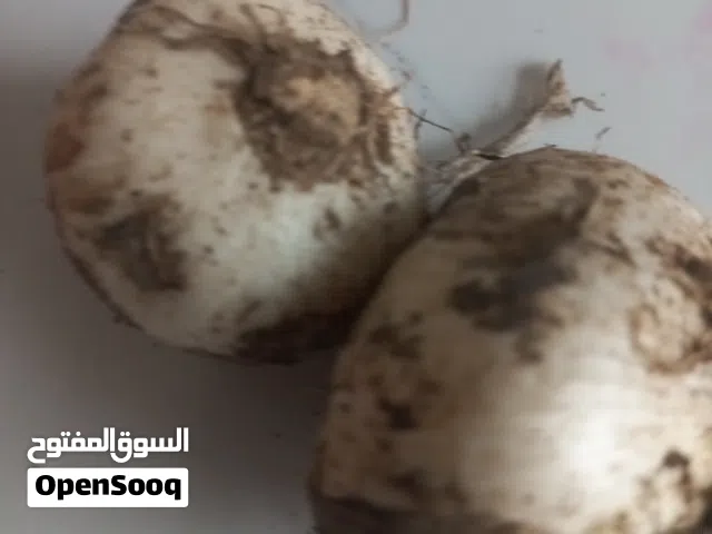 الكراث الجبلي