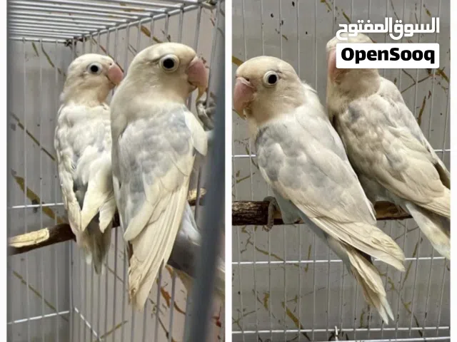 للبيع جوز فشر طفره الجوز منتج من قبل  (1)بدون قفص ) (2)السعر 300قابل بل معقول  (3) المكان راس الخيمه