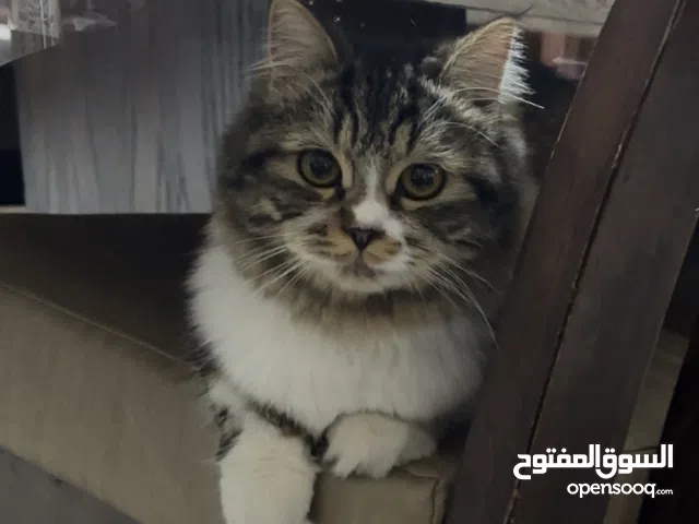 قطه شيرازي للبيع معها جميع اغراضها