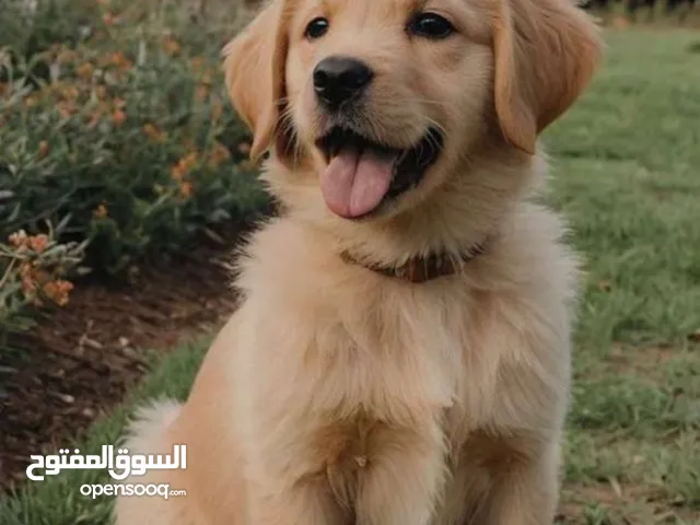 جرو جولدن عمر 45 يوم للبيع