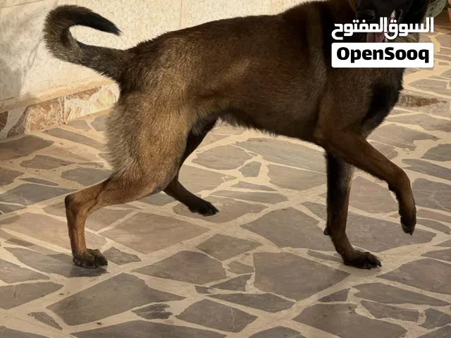 كلب بلجم ذكر 11 شهر