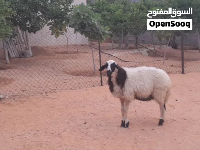 فطيمه وطنيه ربي يبارك عمرها ف7شهور ونص سلاله مشالله سليمه العيوب..