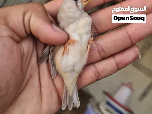 للبيع طيور زيبرا مجموعة محلي مضمون