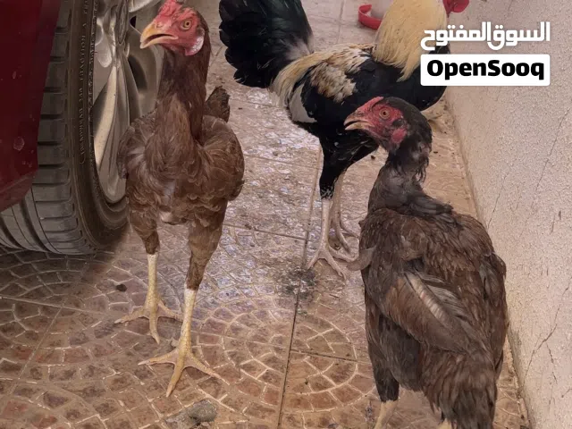 Pakistani Chickens for Sale Location Buraimi / Best cheap price