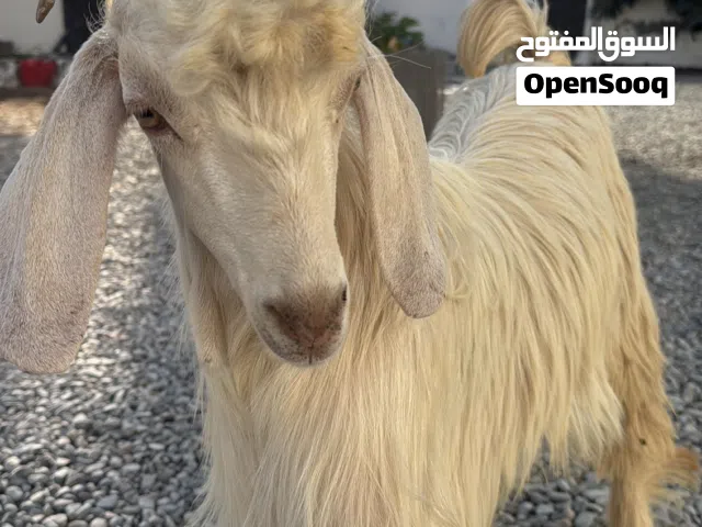 مطلوب أغنام من حلال الجواميد بسعر الجملة