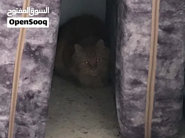 قط للتبني عمرو سنه ونص ماخد كل المطاعيم