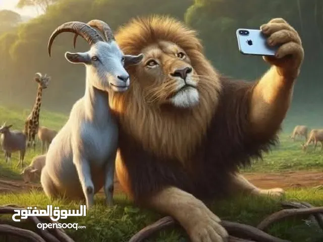 منصور